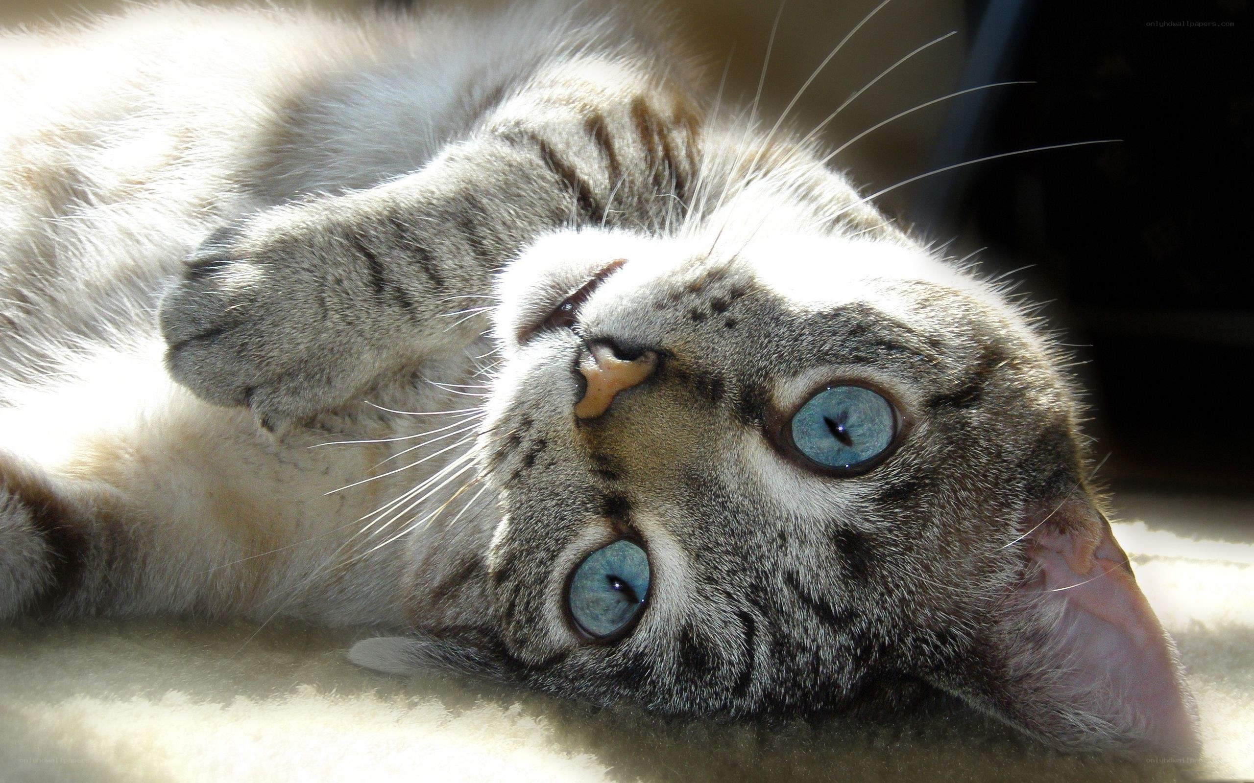 blue-eyed cat lying on back