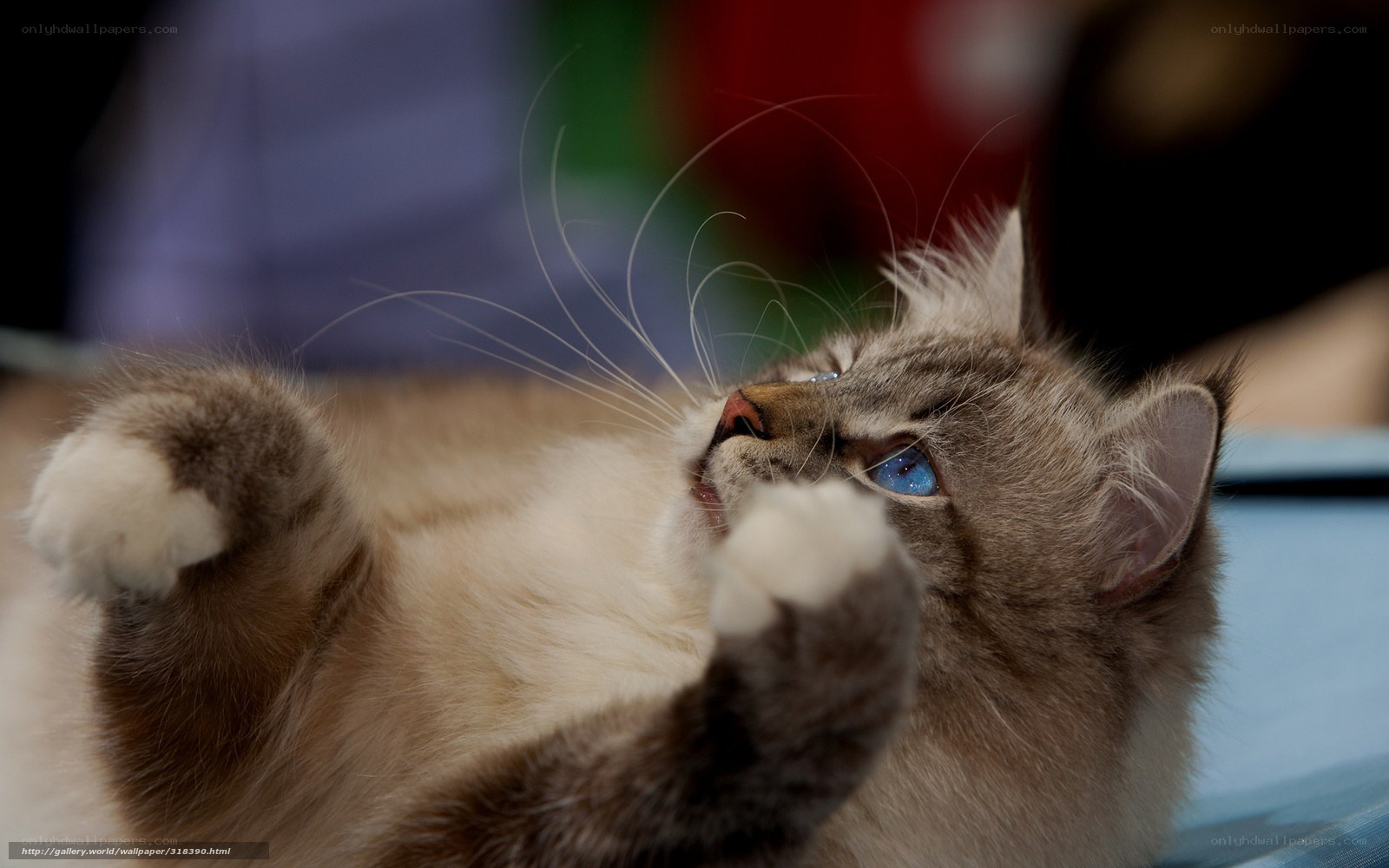 blue-eyed cat lying on back
