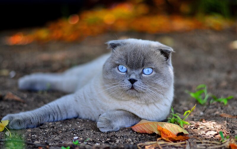 blue-eyed cat lying on ground