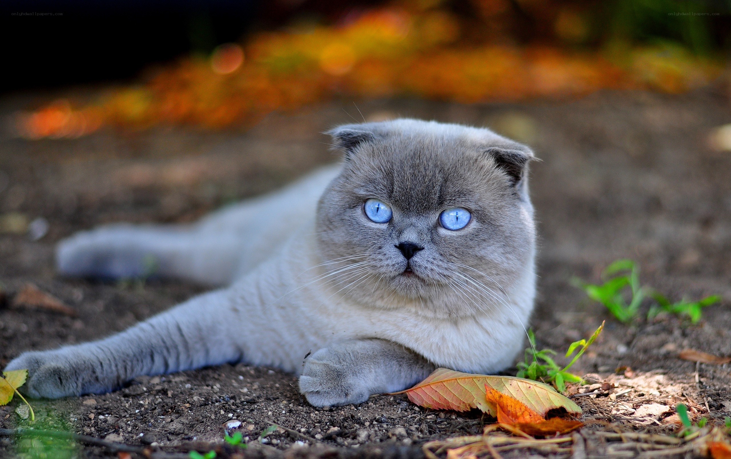 blue-eyed cat lying on ground
