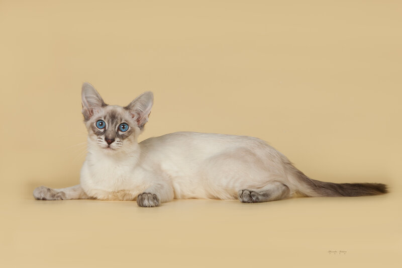 blue-eyed cat on beige background