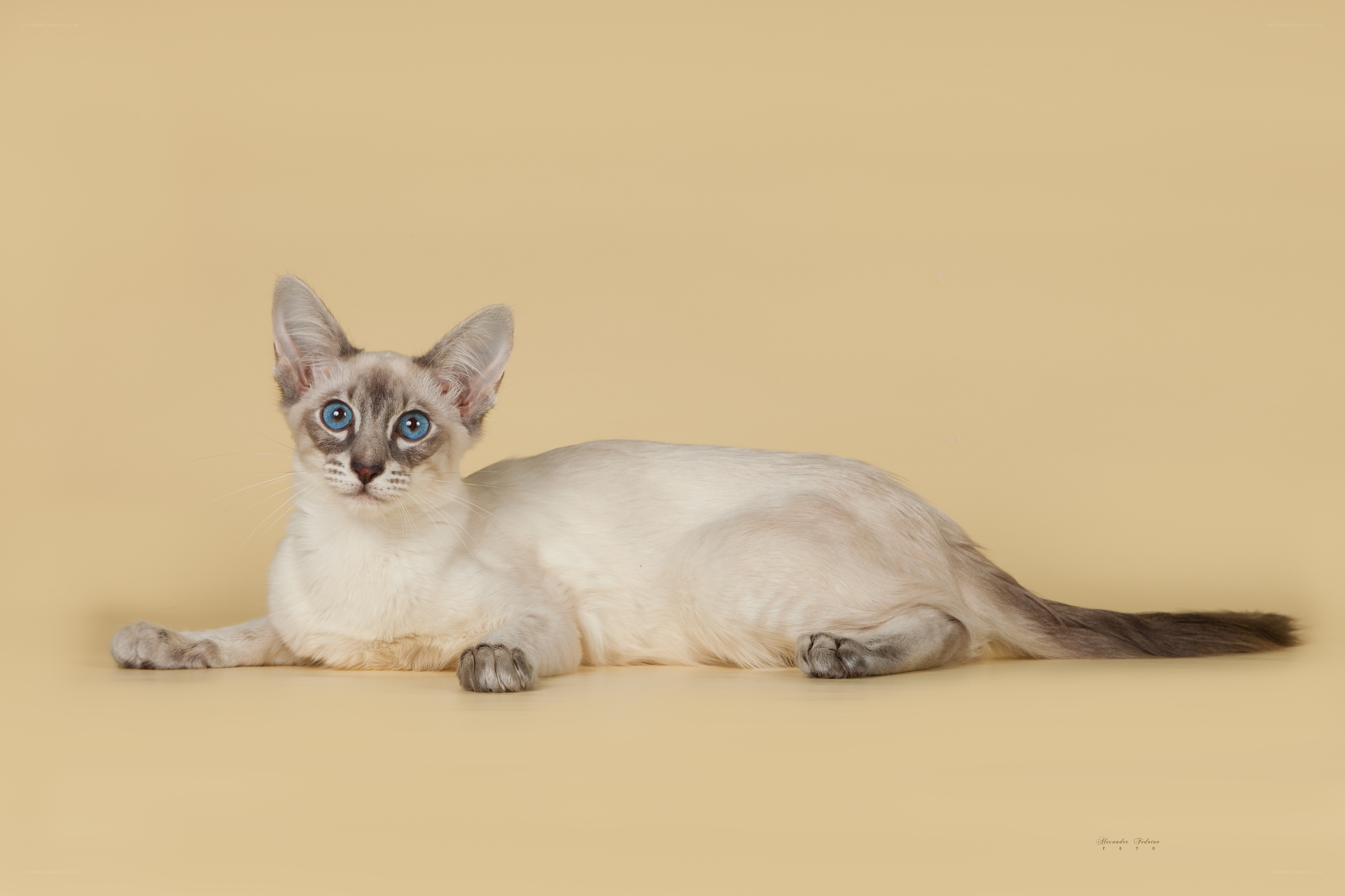 blue-eyed cat on beige background