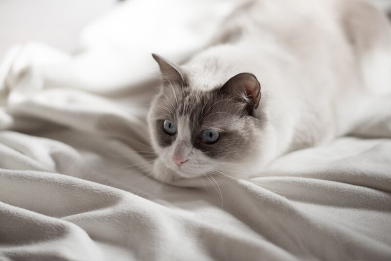 Blue-eyed Cat on Blanket