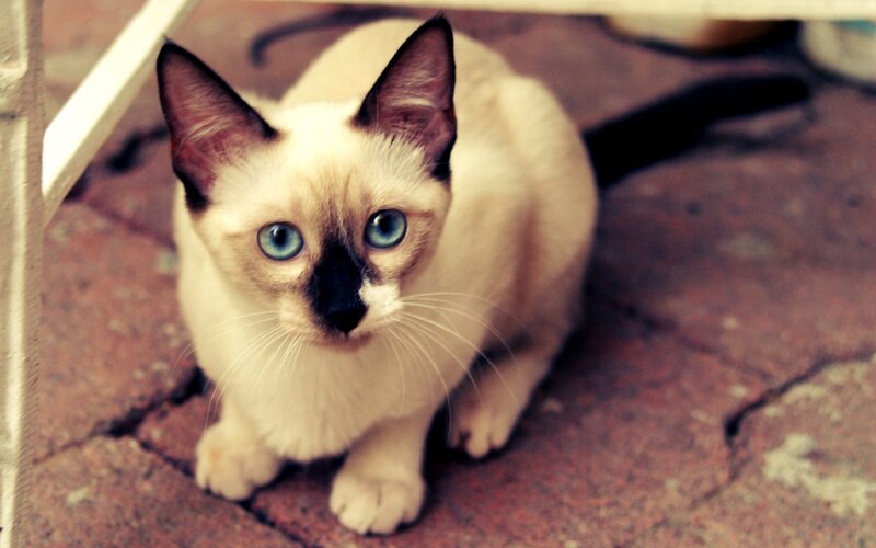 blue-eyed cat on brick floor