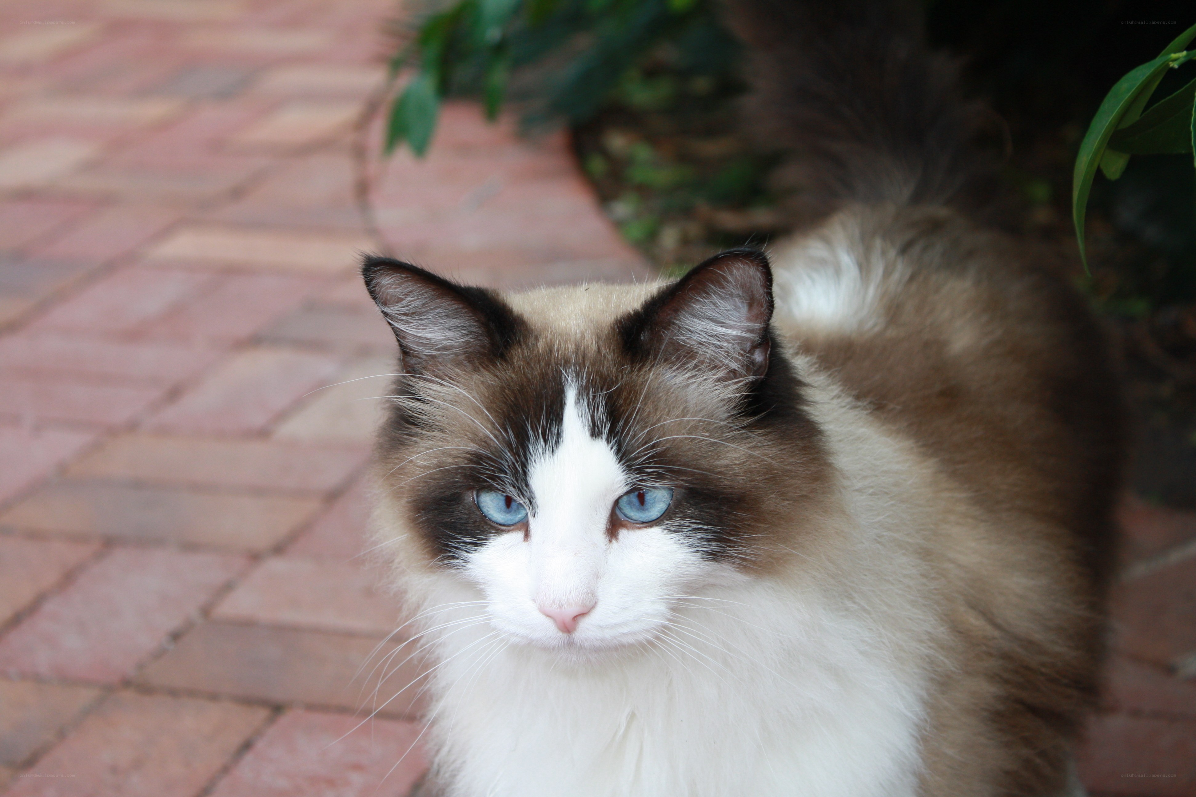 blue-eyed cat on brick path
