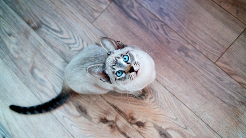 Blue-eyed Cat on Floor — Gray, Calm