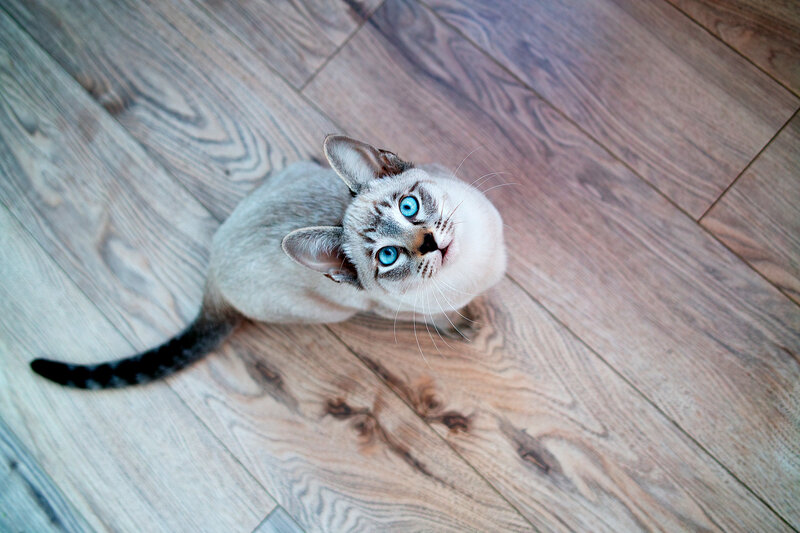 Blue-eyed Cat on Floor
