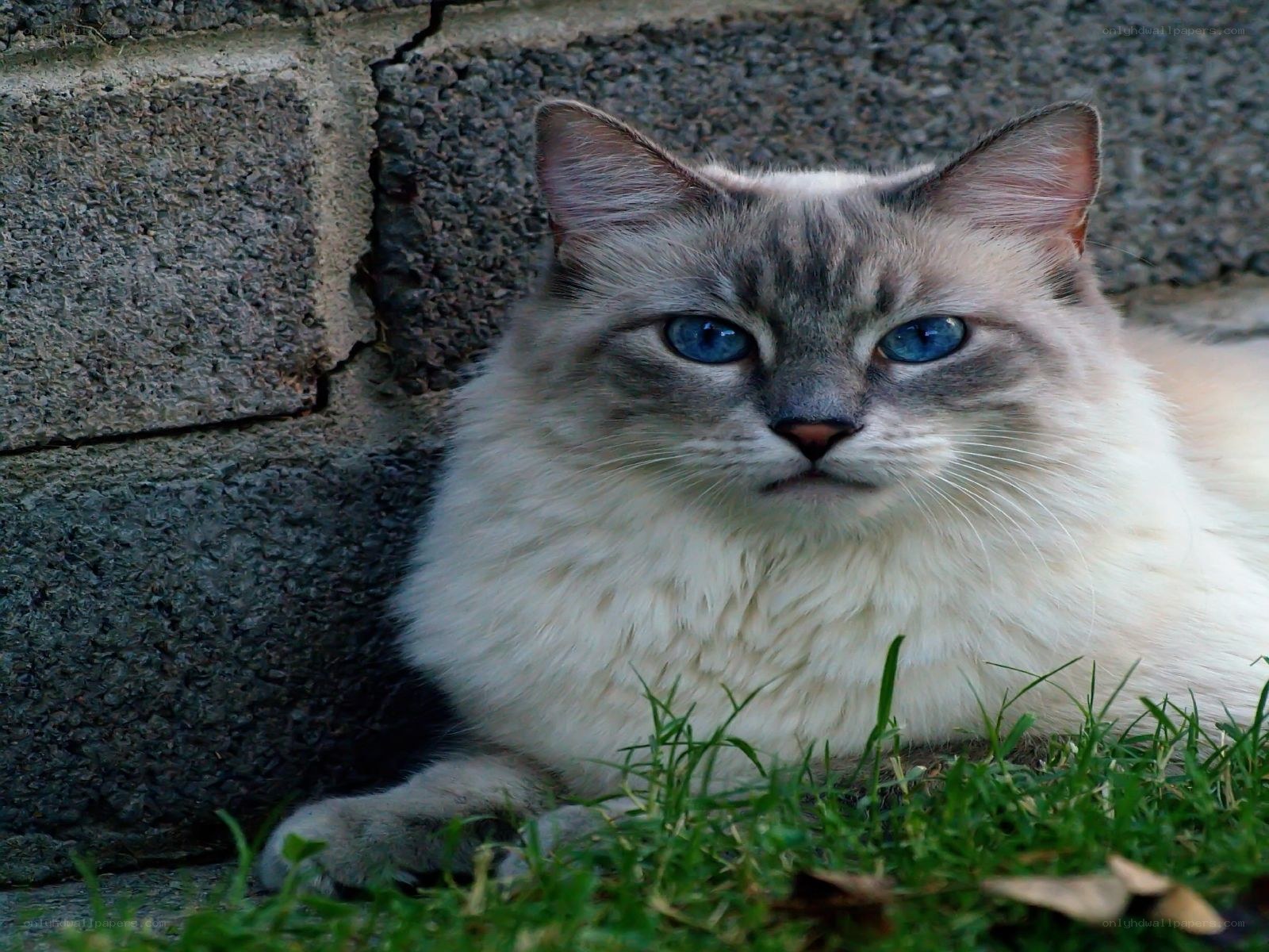 blue-eyed cat on grass