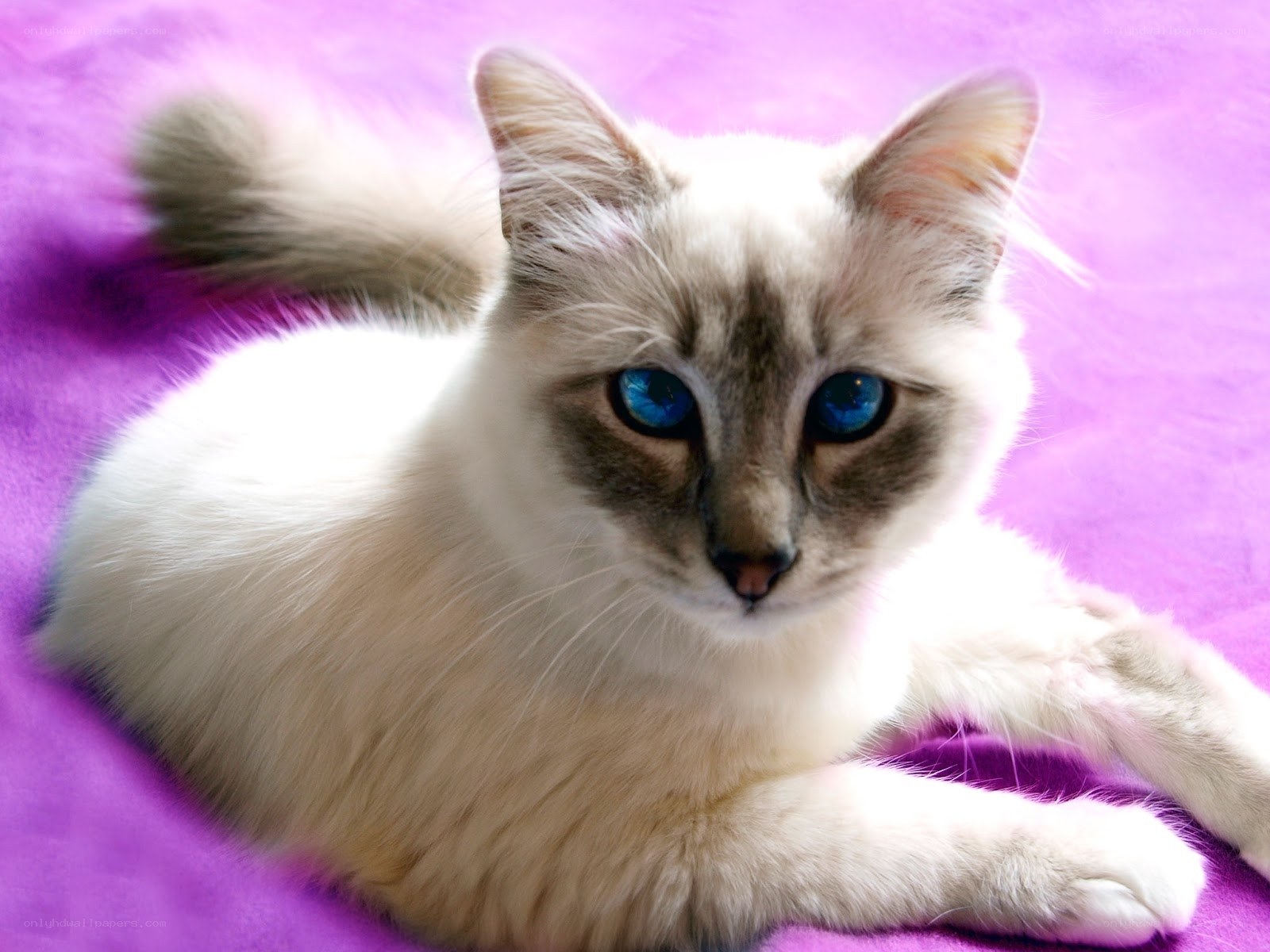 blue-eyed cat on purple blanket