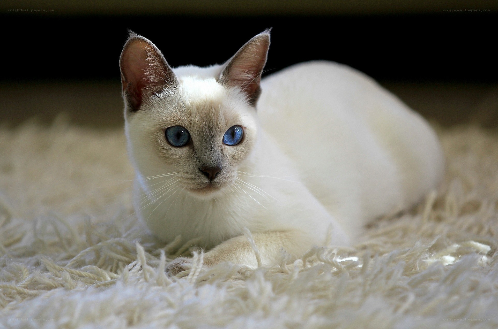 blue-eyed cat on rug