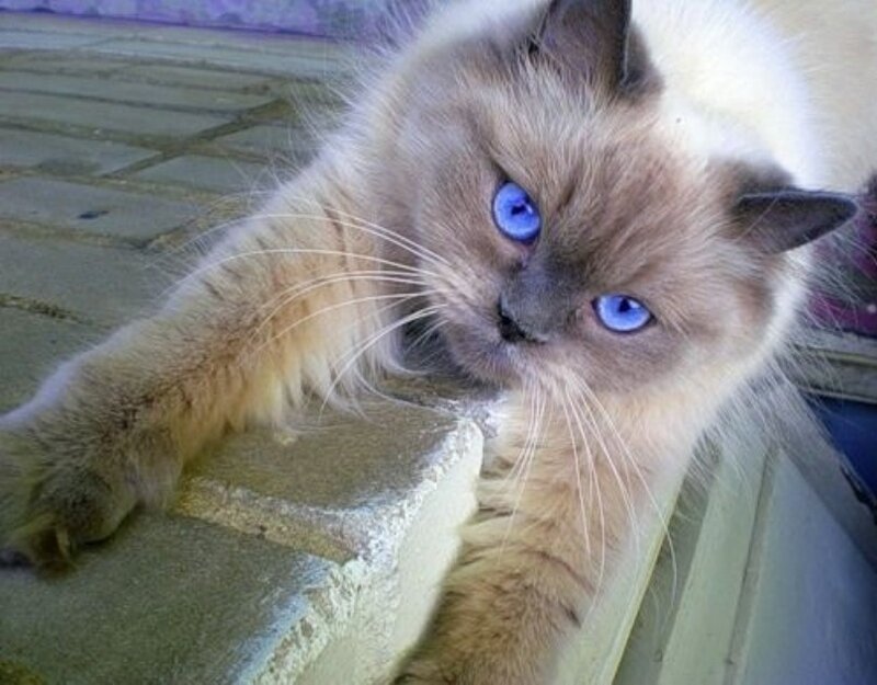 blue-eyed cat on stone