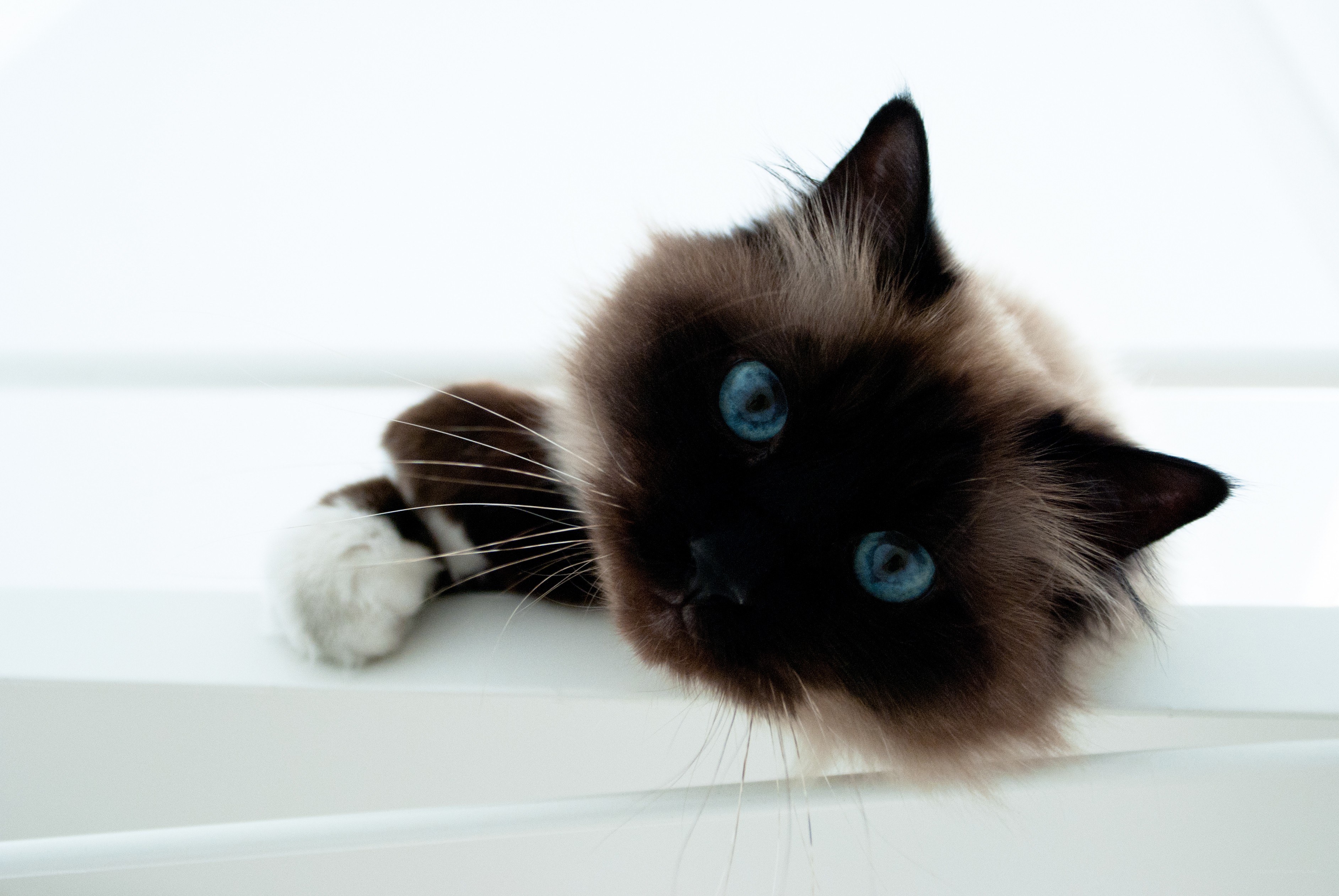 blue-eyed cat on windowsill
