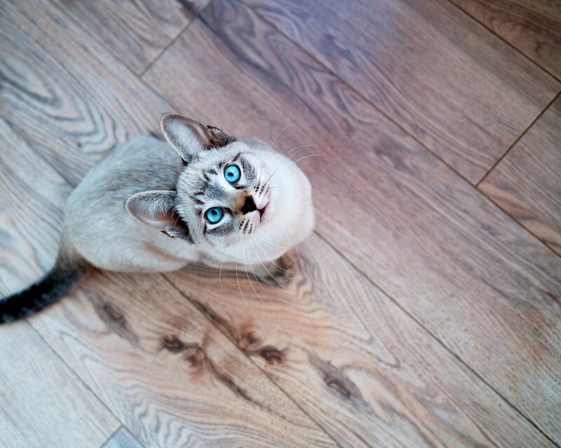 blue-eyed cat on wood floor