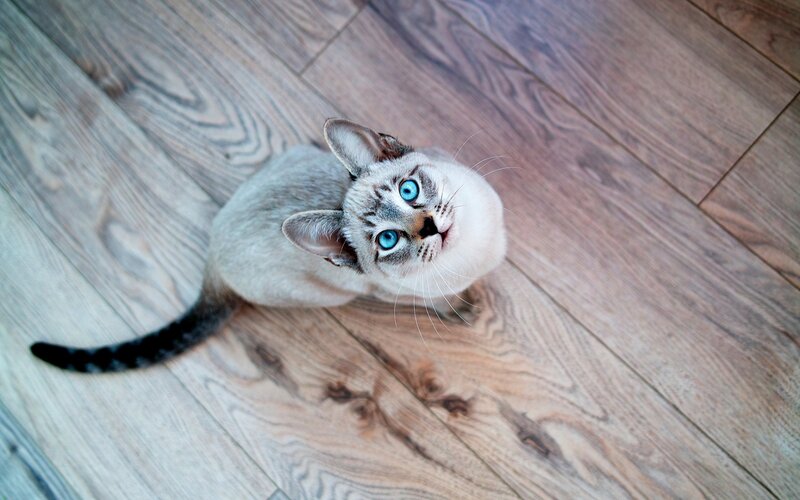 blue-eyed cat on wood floor