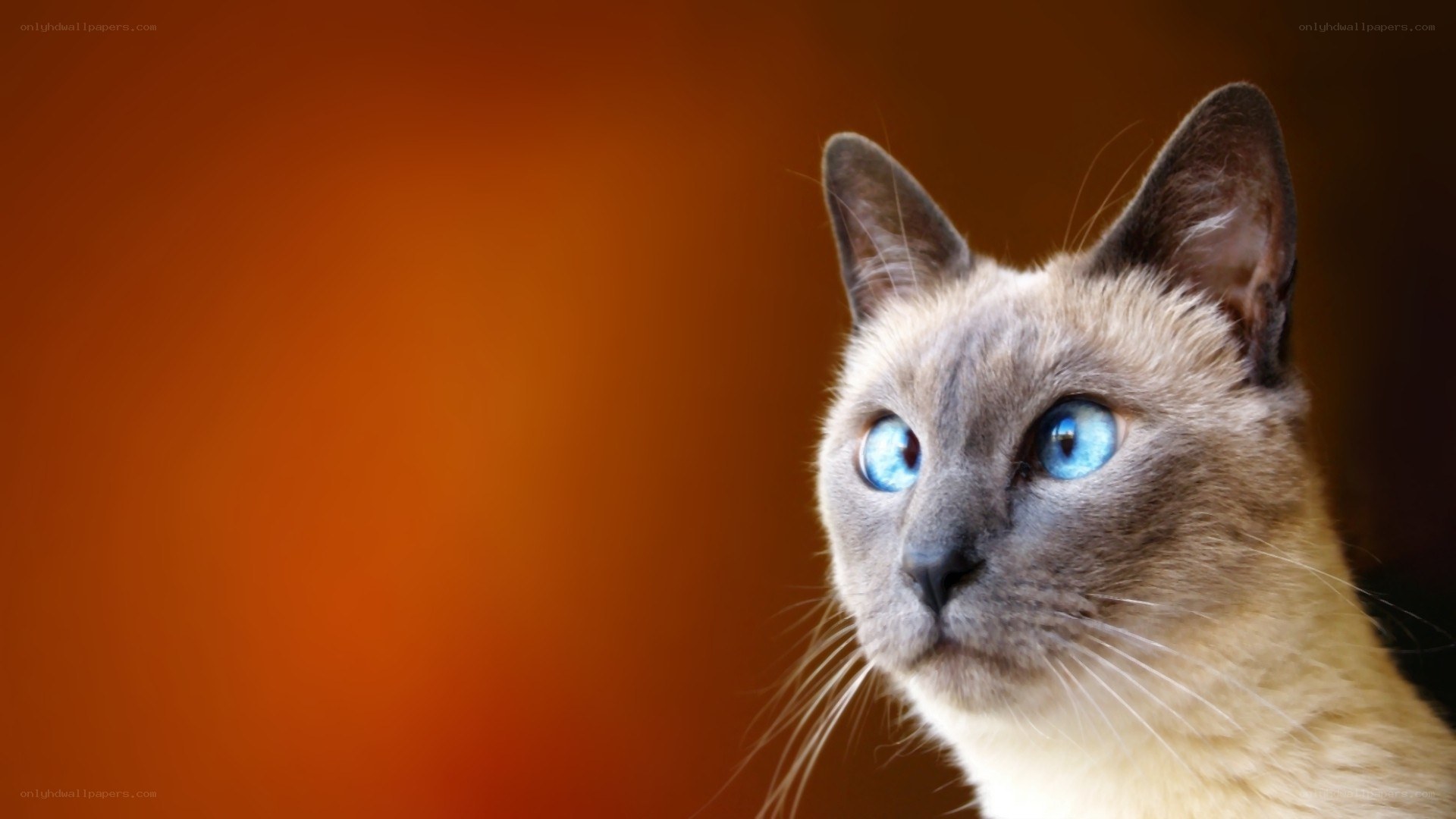 blue-eyed cat portrait