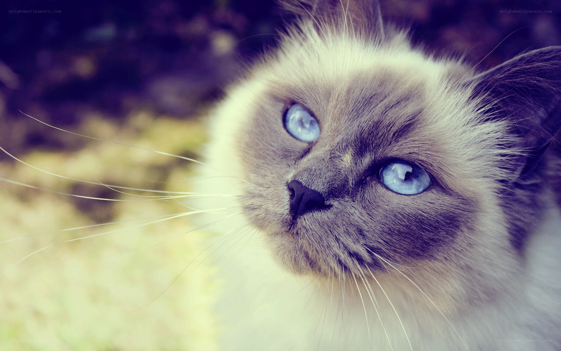 blue-eyed cat portrait