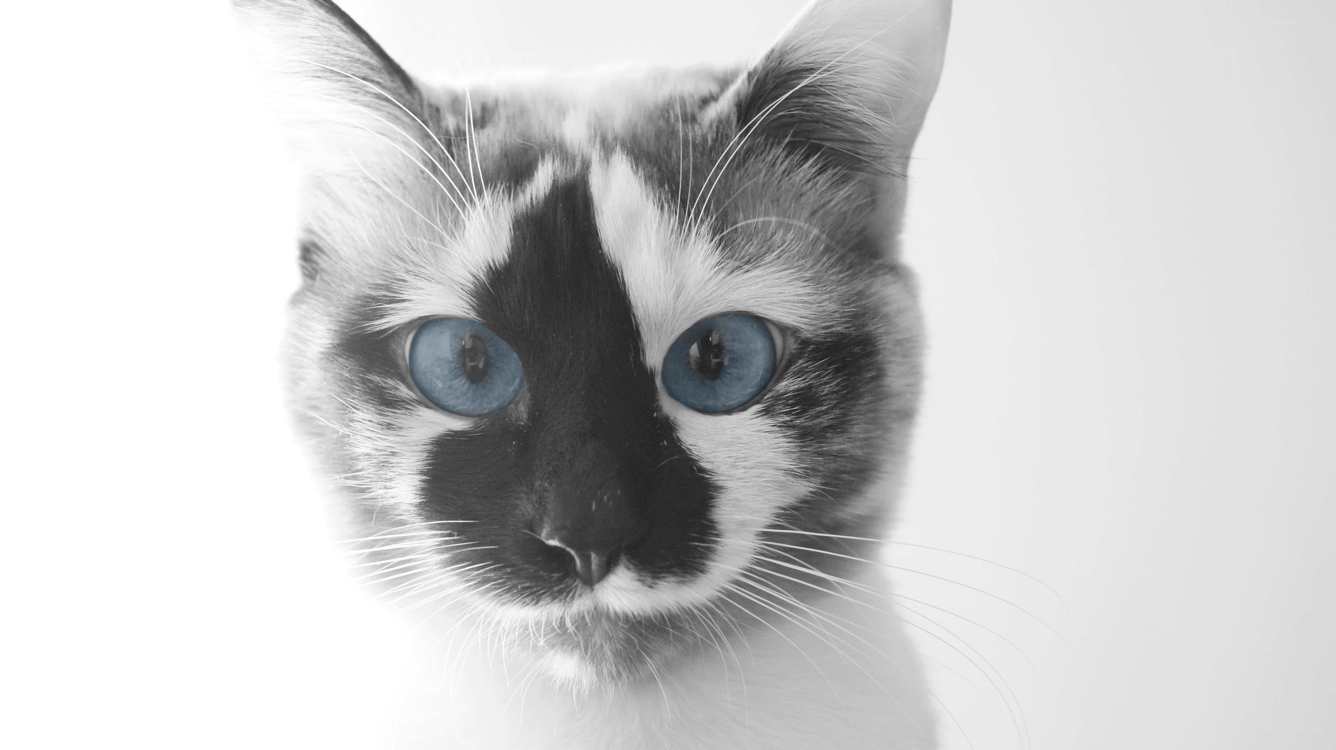 blue-eyed cat portrait