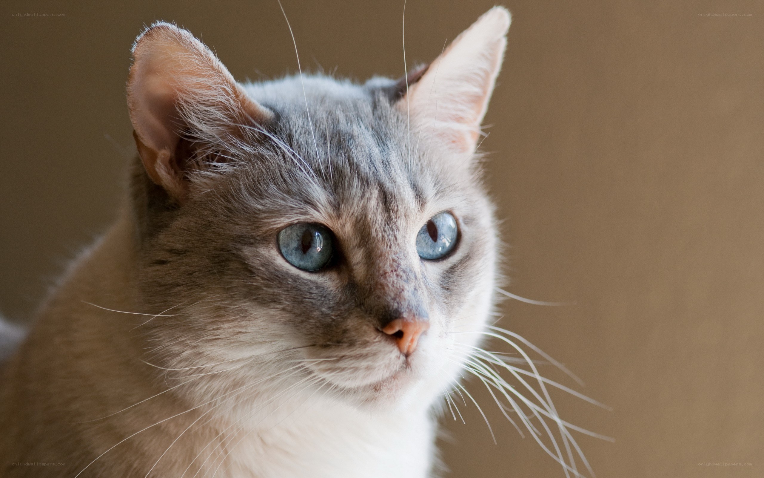 blue-eyed cat portrait