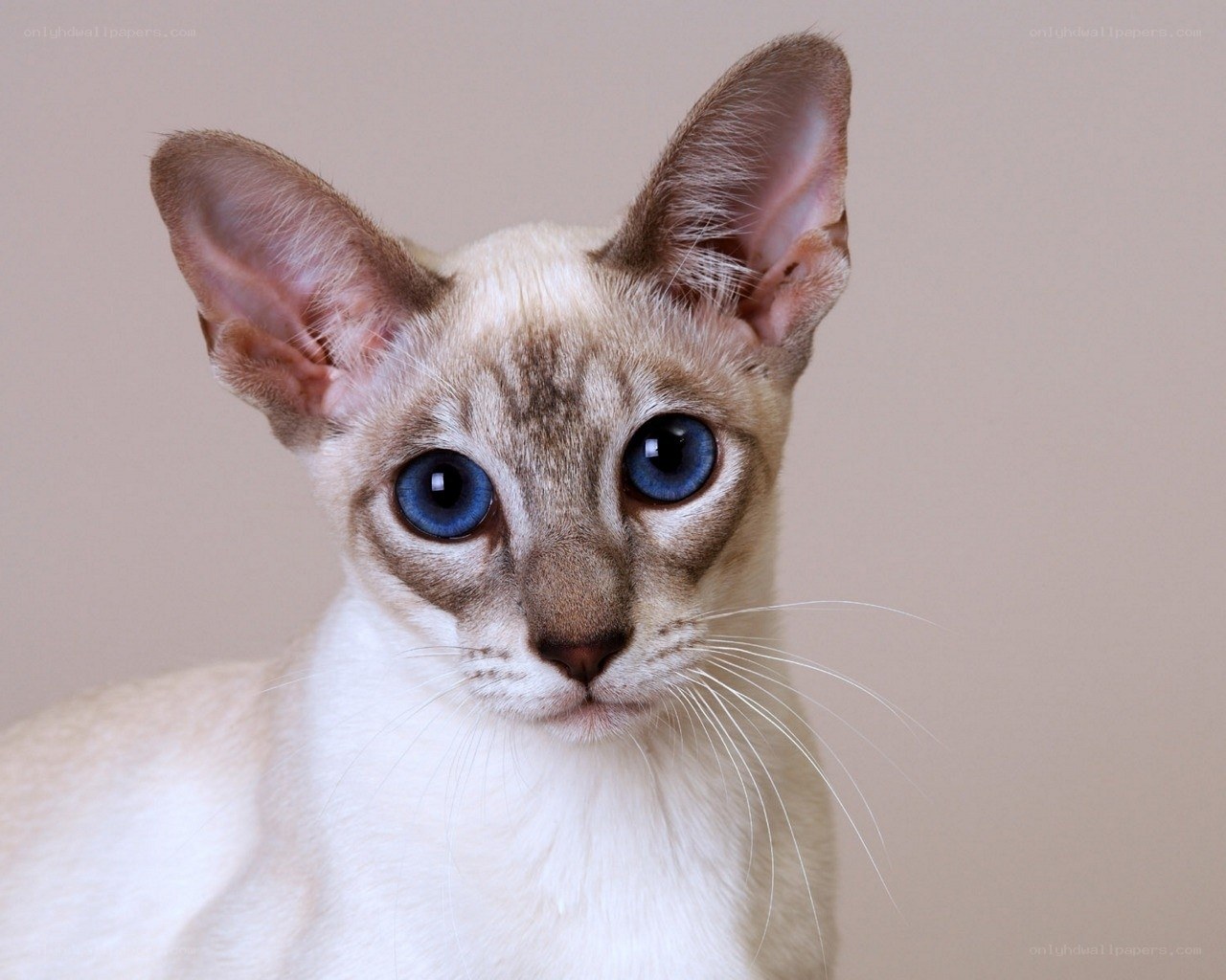 blue-eyed cat portrait