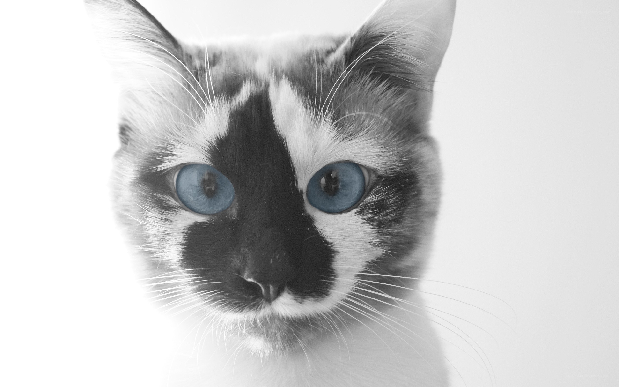 blue-eyed cat portrait