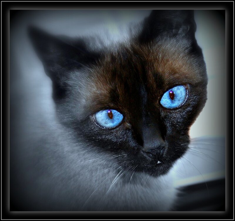 blue-eyed cat portrait