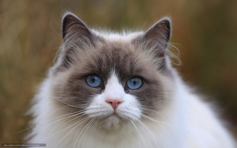 blue-eyed cat portrait