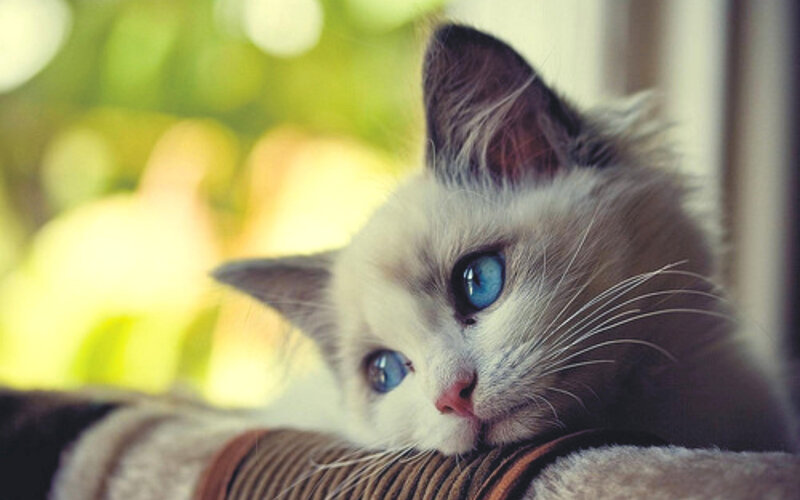 Blue-eyed Cat Resting — White, Calm, Afternoon