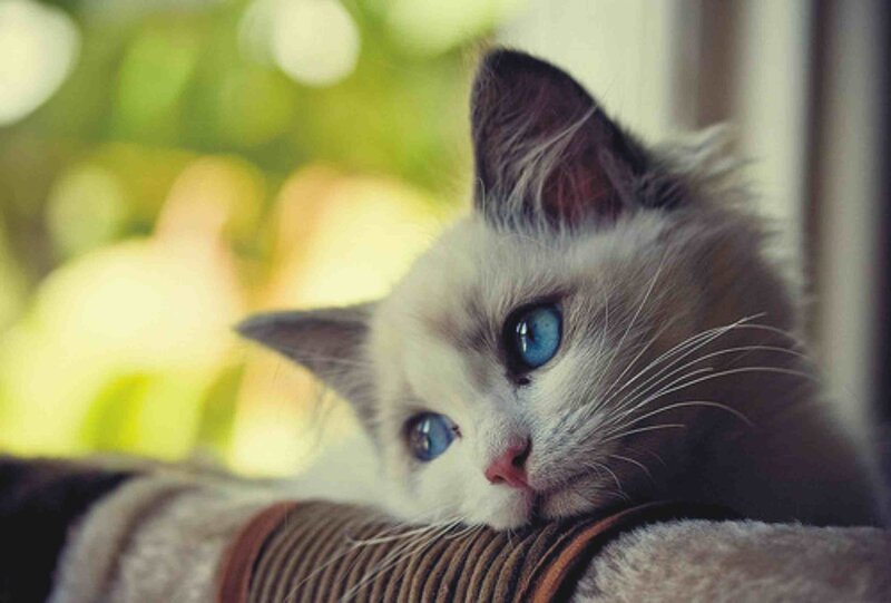 Blue-eyed Cat Resting — White, Calm