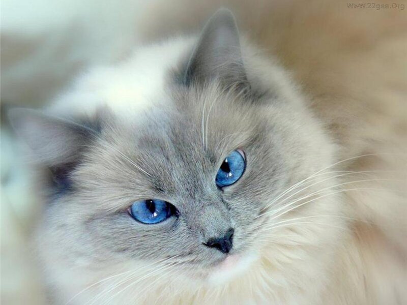 Blue-eyed Cat