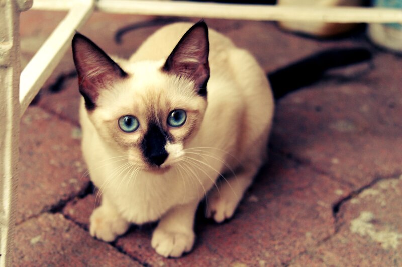 blue-eyed cat under a table