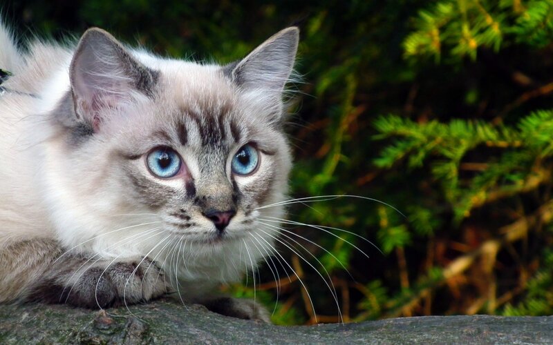 Blue-eyed Cat — White, Calm, Afternoon