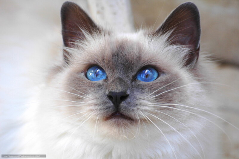 Blue-eyed Cat — White, Calm, Photograph