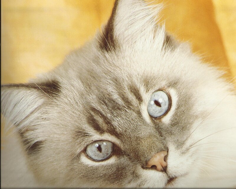 Blue-eyed Cat — White, Calm