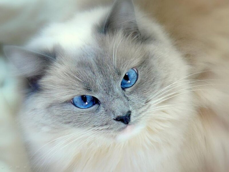 Blue-eyed Cat — White