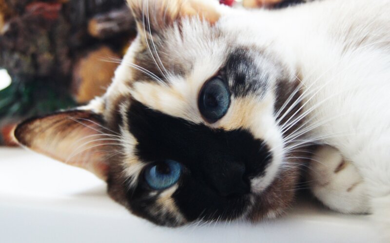 blue-eyed cat with calico markings