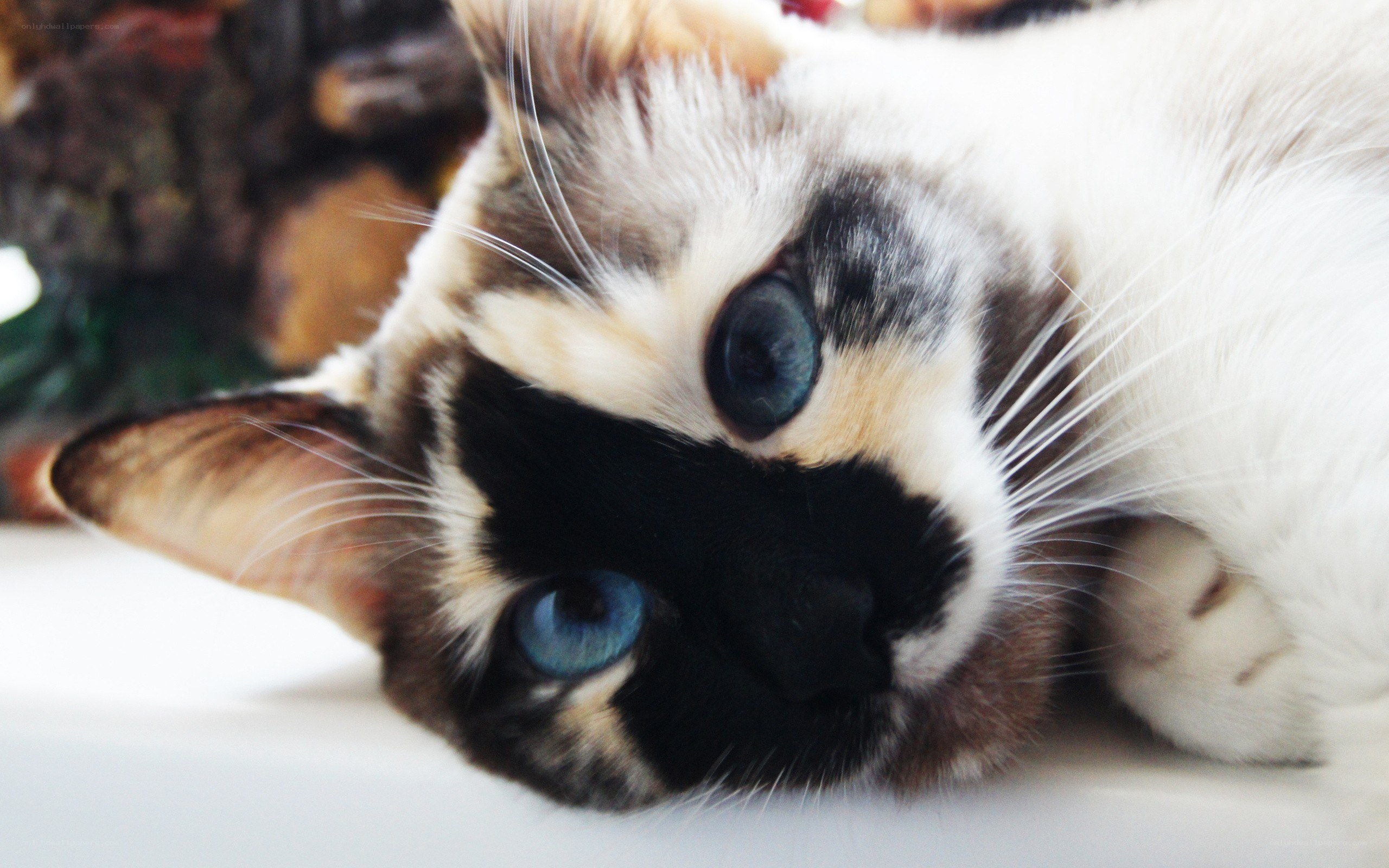 blue-eyed cat with calico markings