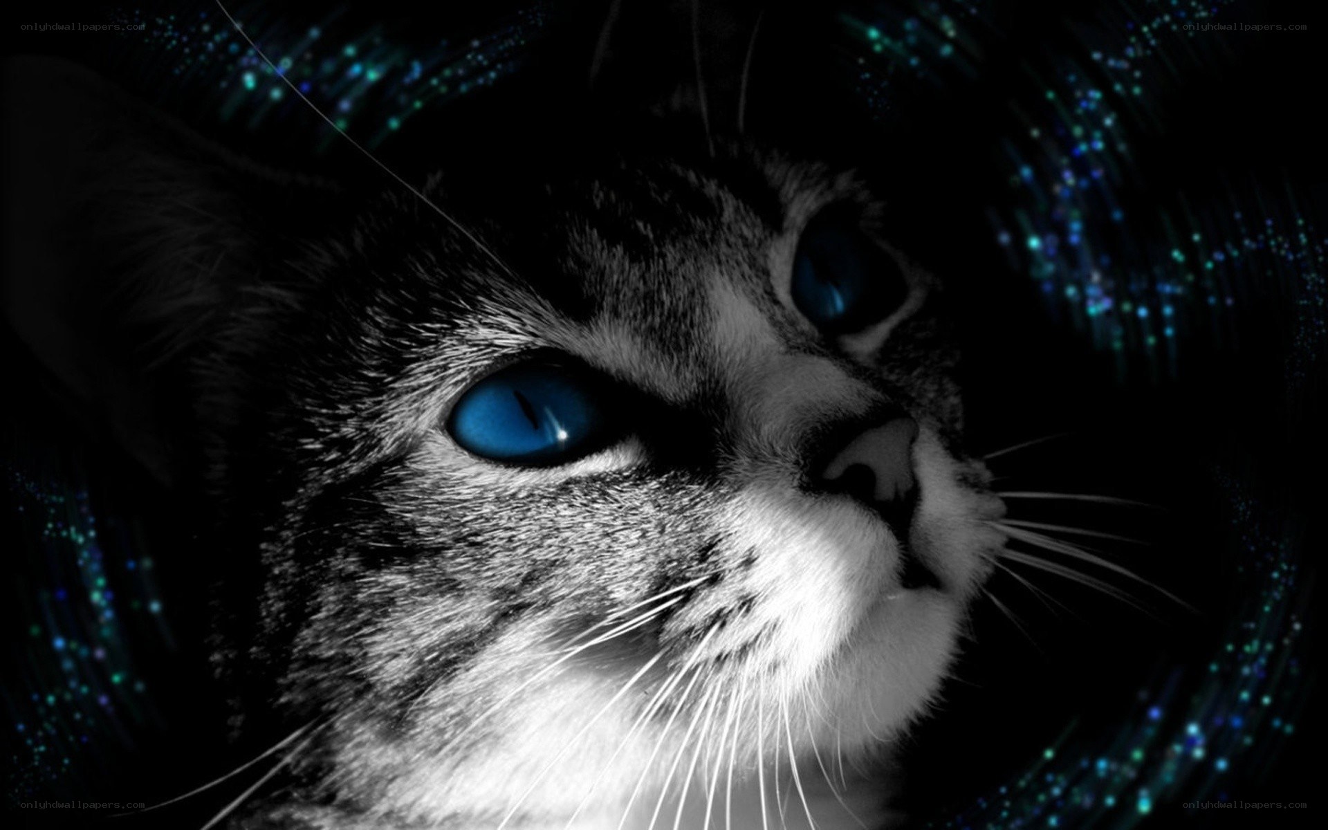 blue-eyed cat with cosmic background