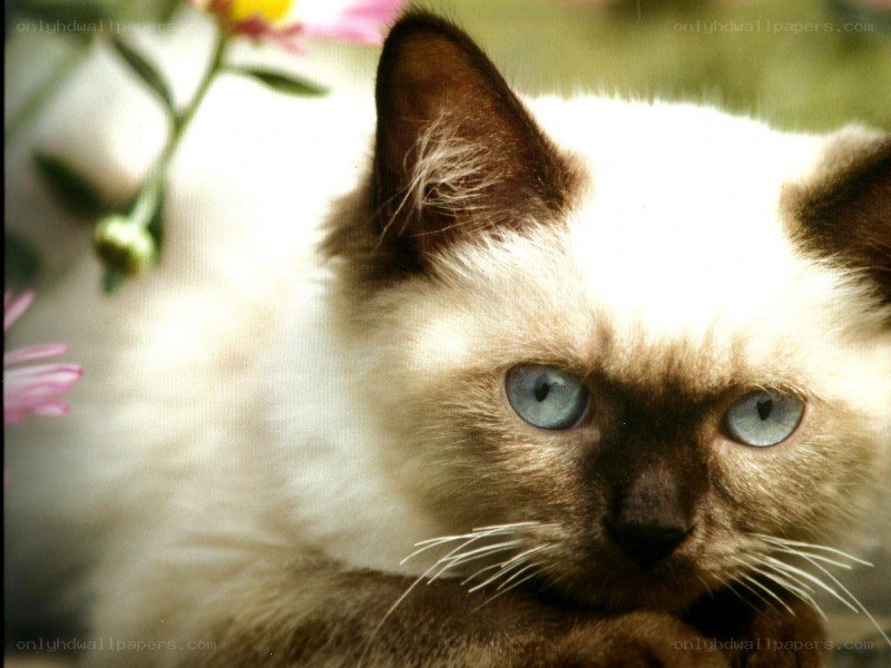 blue-eyed cat with flowers