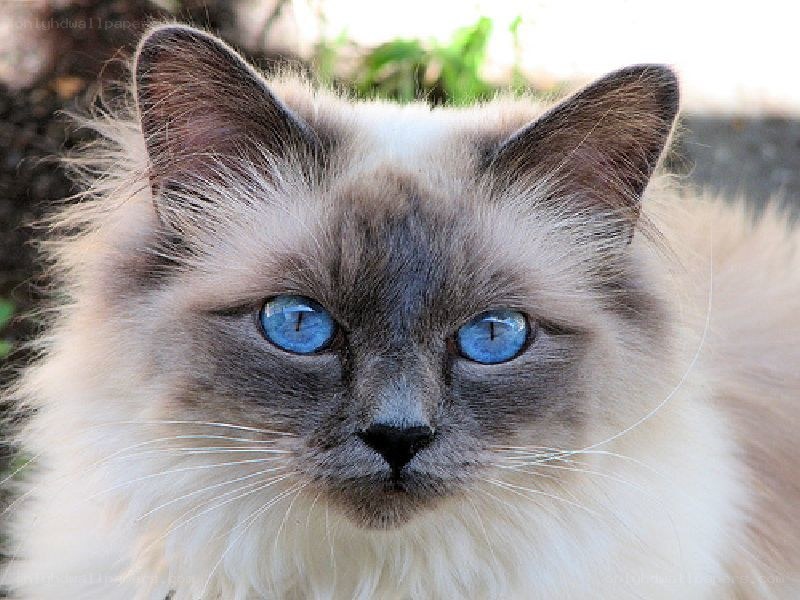 blue-eyed cat with fluffy fur