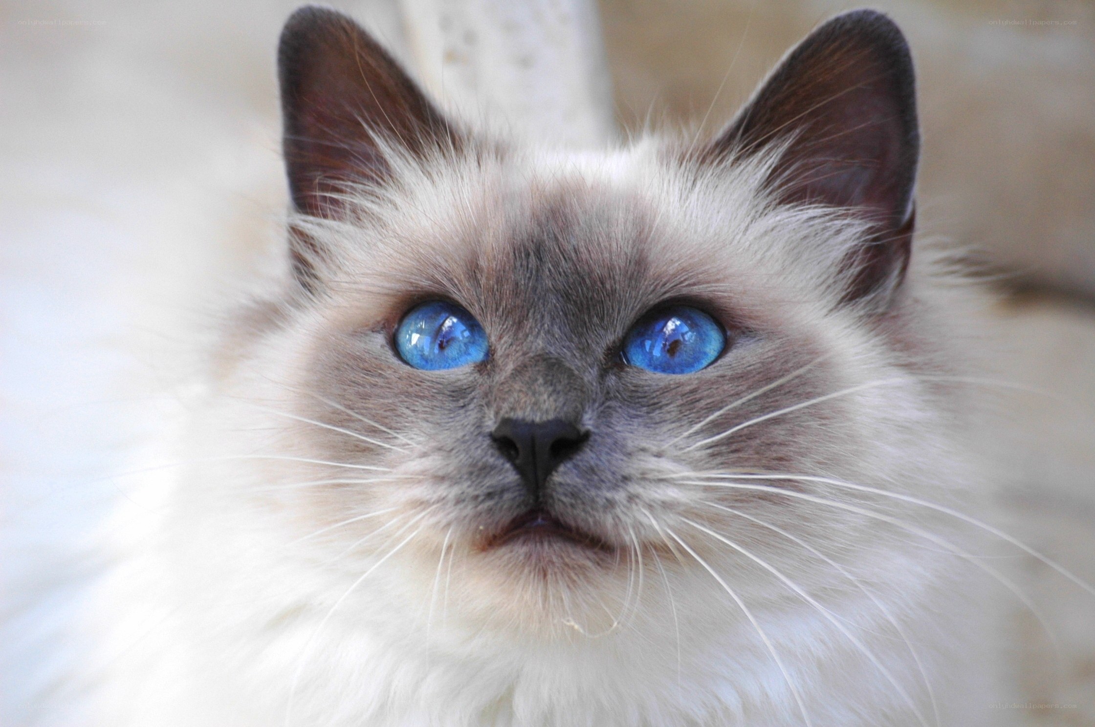 blue-eyed cat with fluffy fur