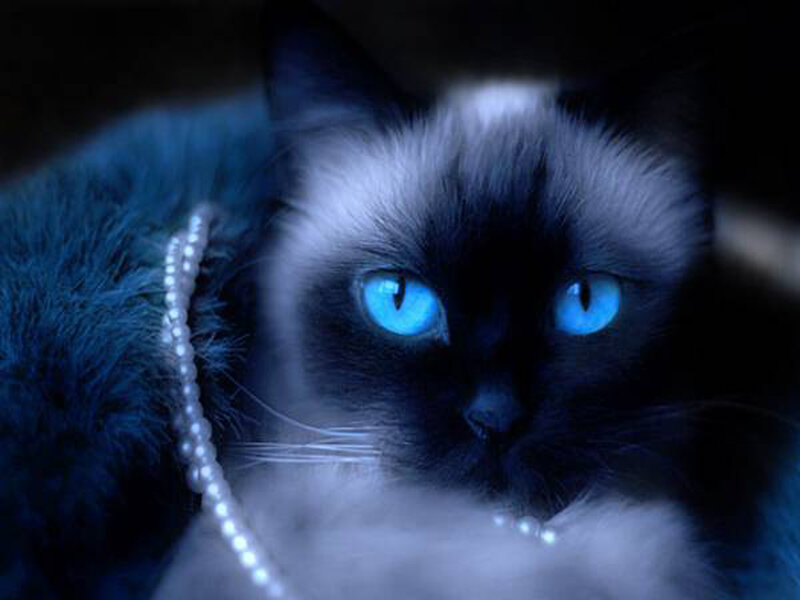 Blue-eyed Cat with Pearl Necklace