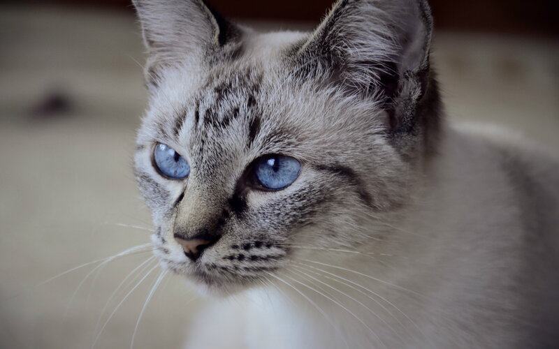Blue-eyed Cat with Tabby Markings — Gray