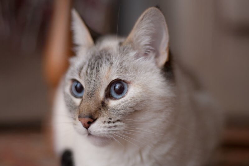 blue-eyed cat with tabby markings