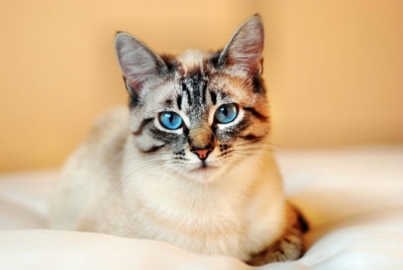 Blue-eyed Cat with Tabby Markings — White