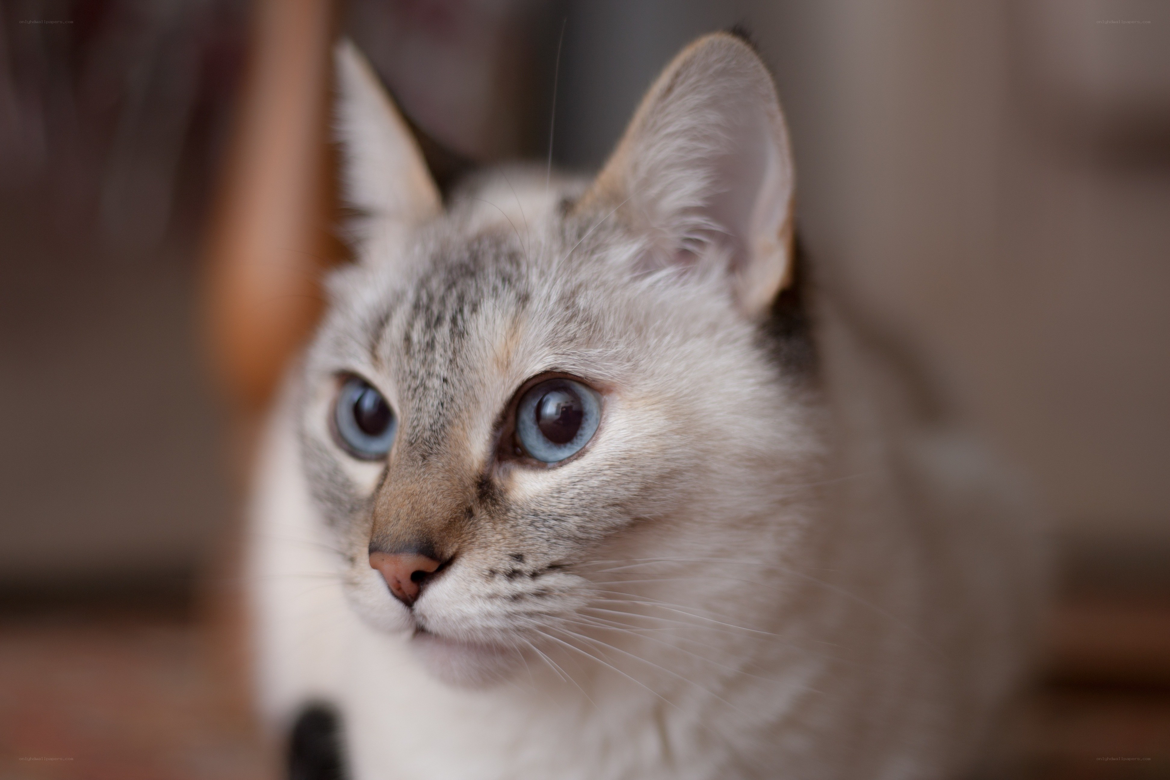blue-eyed cat with tabby markings