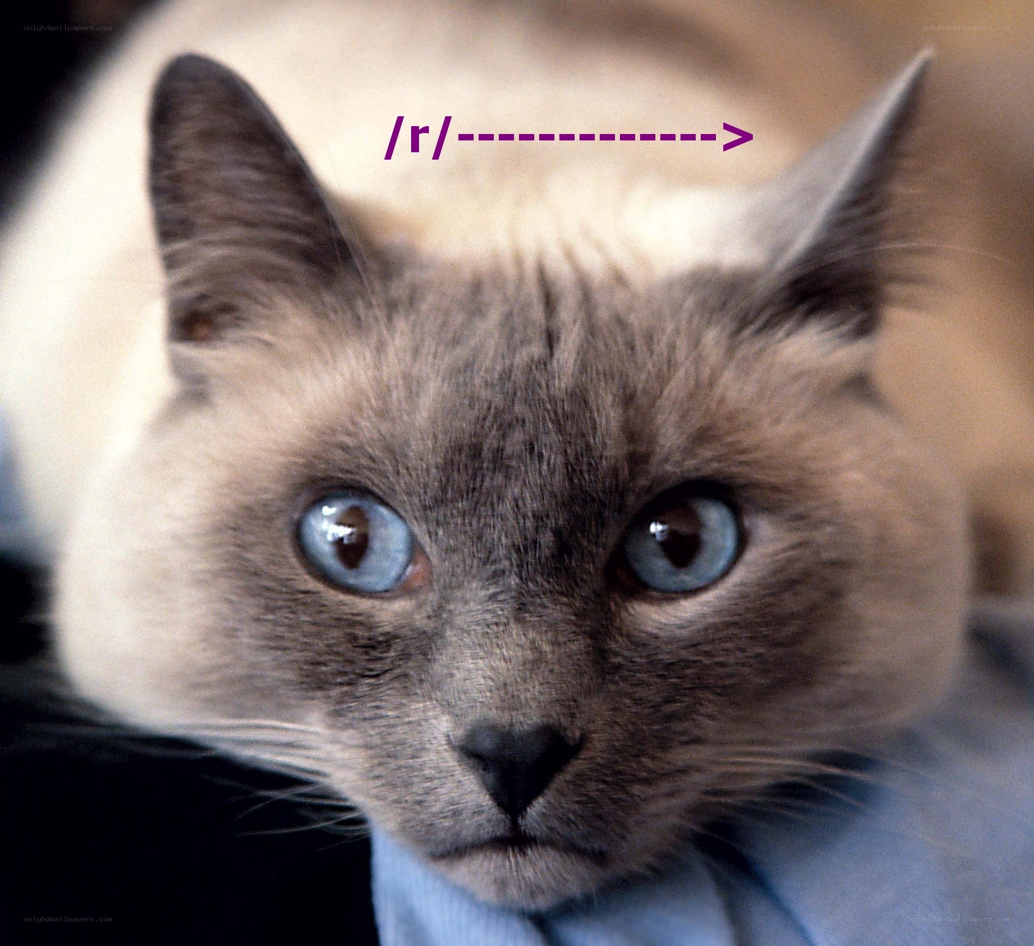blue-eyed cat with text
