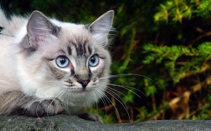 Blue-eyed Cat with White Fur