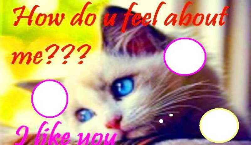 Blue-eyed Cat — Yellow