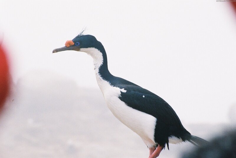 Blue-eyed Cormorant