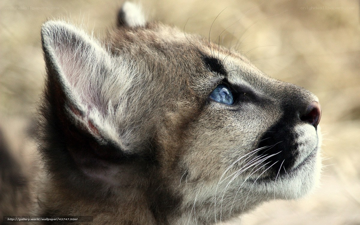 blue-eyed cougar cub